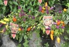 Peachesterplant-nursery-27.jpg; ?>